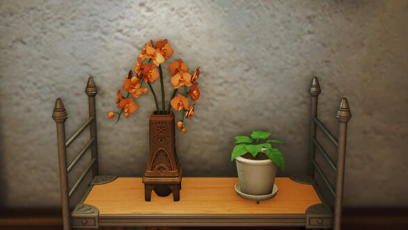 Moth Orchids