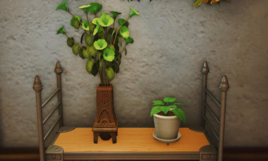 Morning Glories