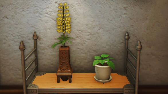 Lupins
