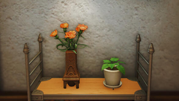 Carnations