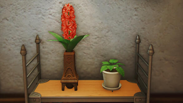 Hyacinths